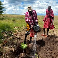 Tree planting in an open landscape as part of an environmental support initiative.