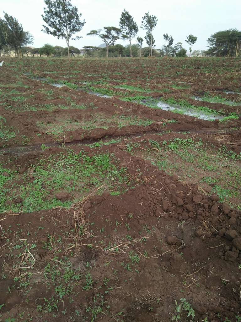 Small seedlings planted across prepared farmland.