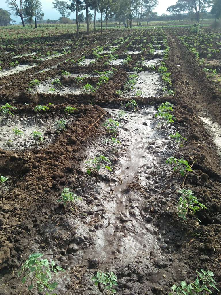 Wet muddy furrows running through a prepared field.